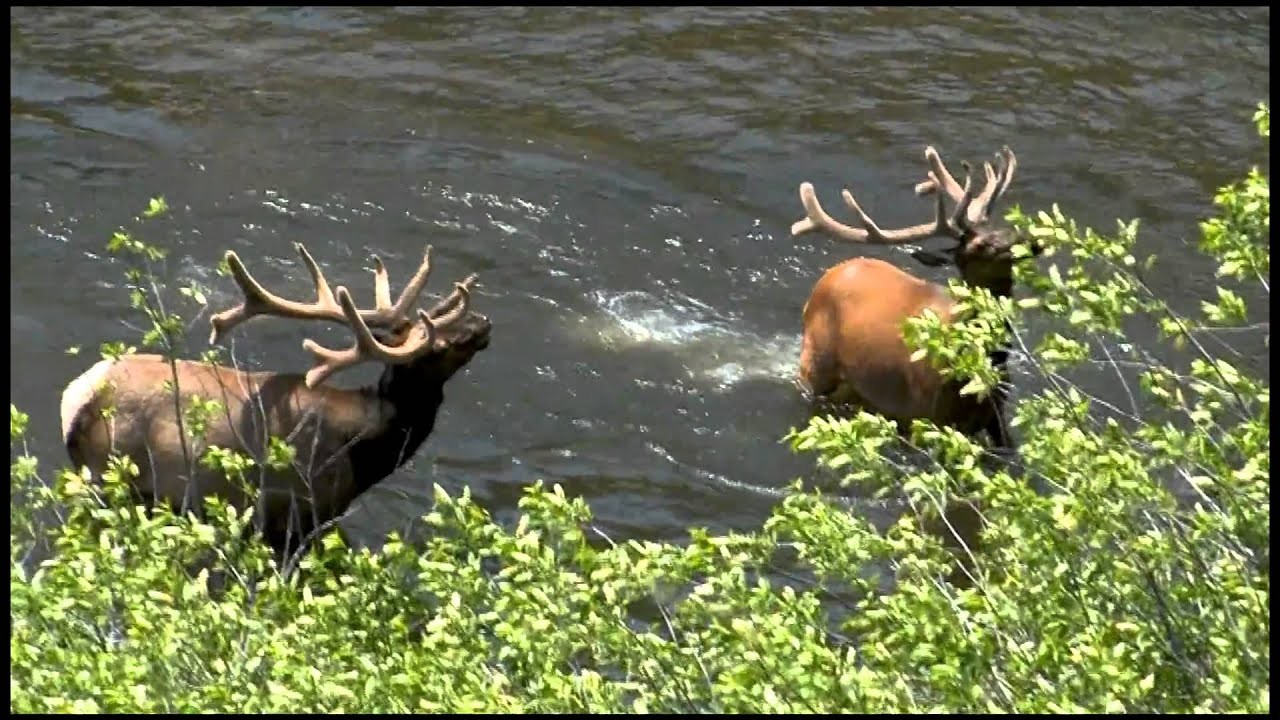 Elk Fever III