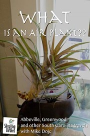 What Is An Air Plant??