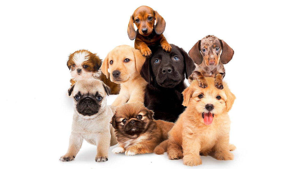 Puppy Time