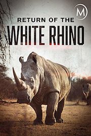 Return of the White Rhino