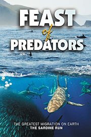 Feast of Predators