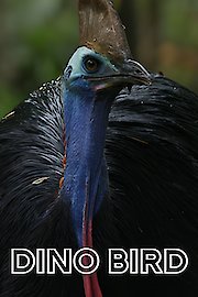 Dino Bird