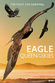 Eagle- Queen of the Skies