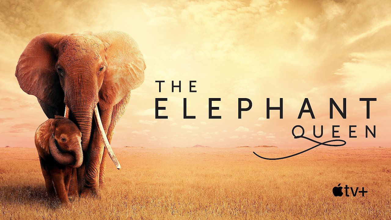 The Elephant Queen