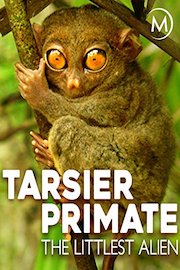 Tarsier Primate: The Littlest Alien