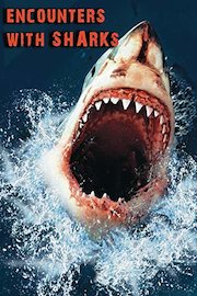 Encounters With Sharks