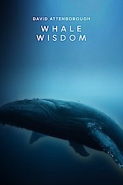 Whale Wisdom
