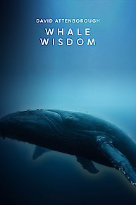 Whale Wisdom