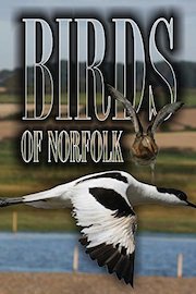 Birds of Norfolk