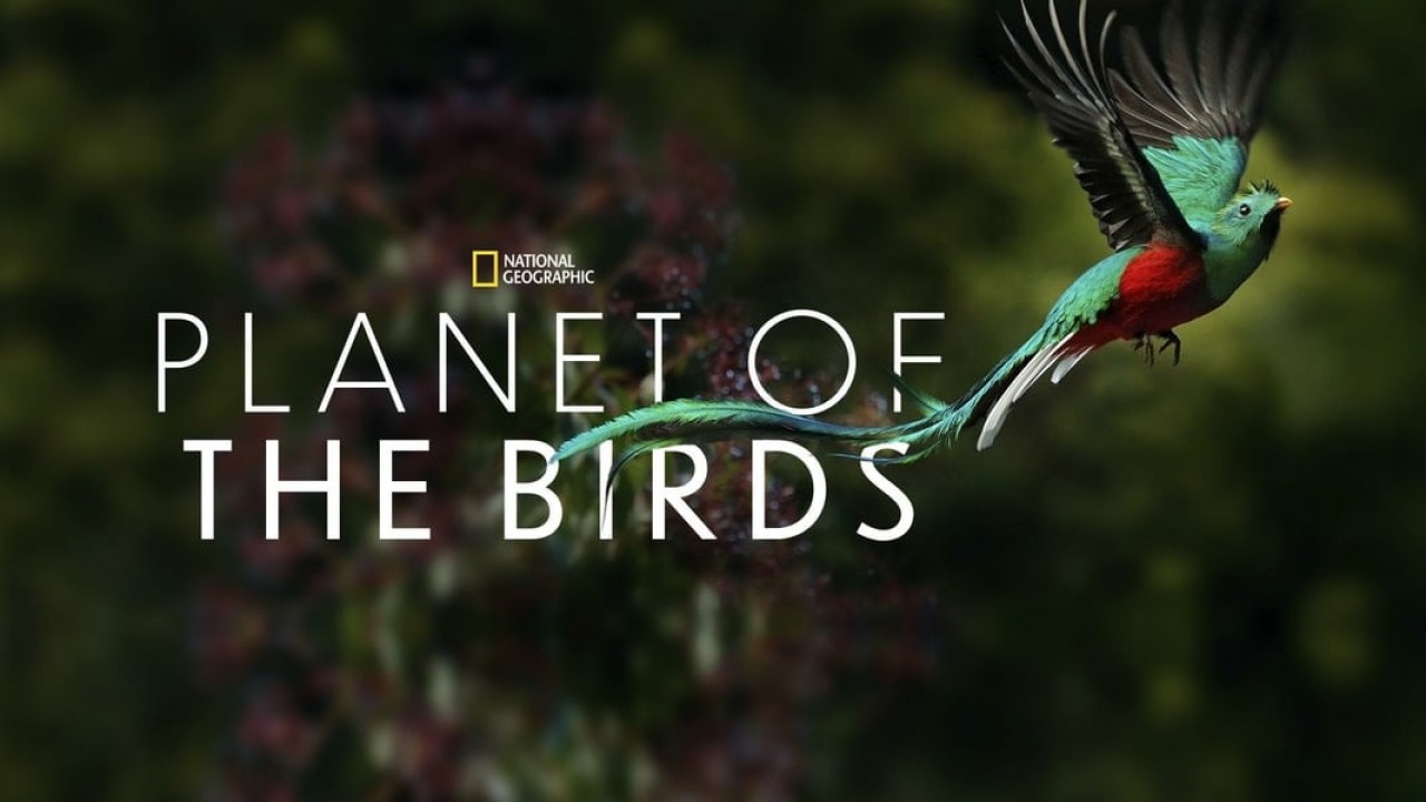 Planet of the Birds