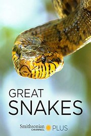 Great Snakes