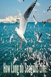 How Long Do Seagulls Live?