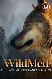 WildMed: The Last Mediterranean Forest