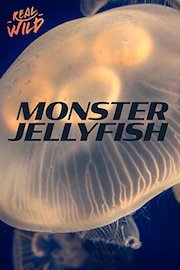 Monster Jellyfish