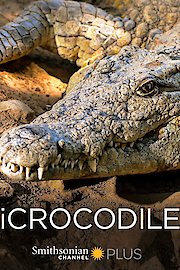 iCrocodile