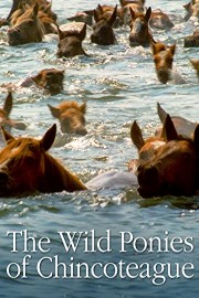 The Wild Ponies of Chincoteague