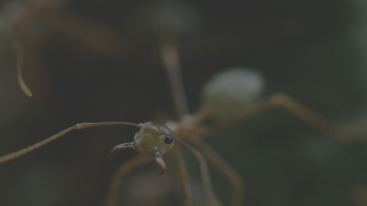 Green Tree Ants: Friend Or Foe?