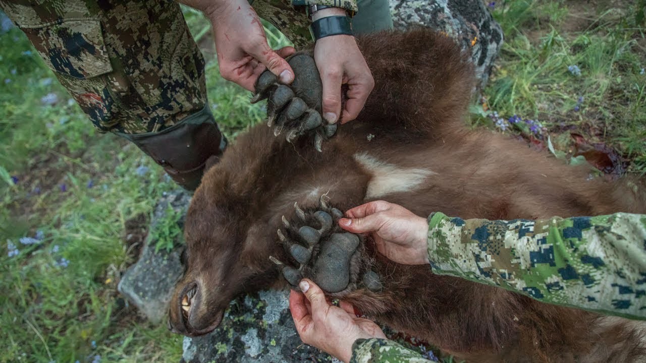Days And Minutes - A Montana Spring Bear Hunt