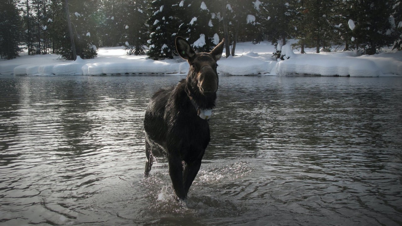 America's Greatest Animals