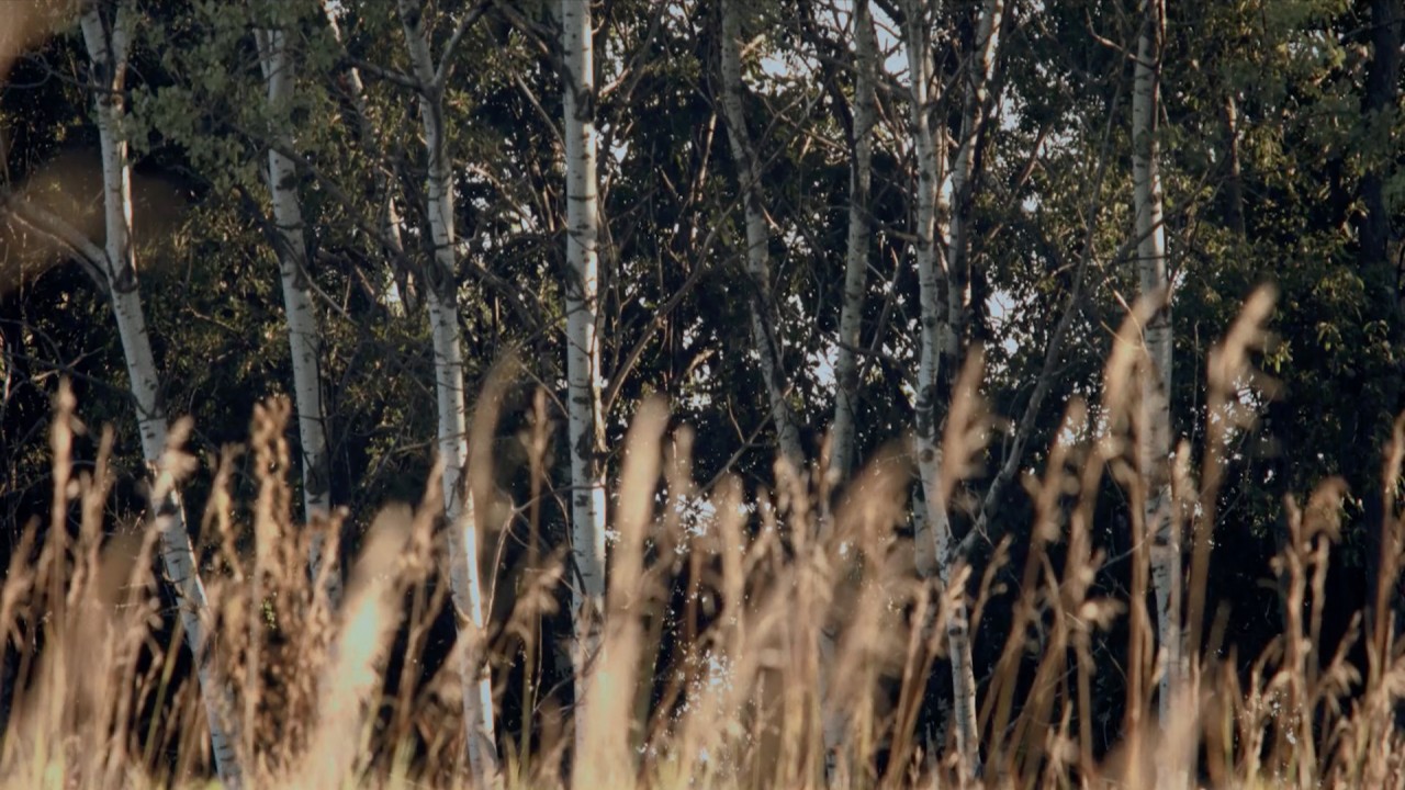 Upper Fields