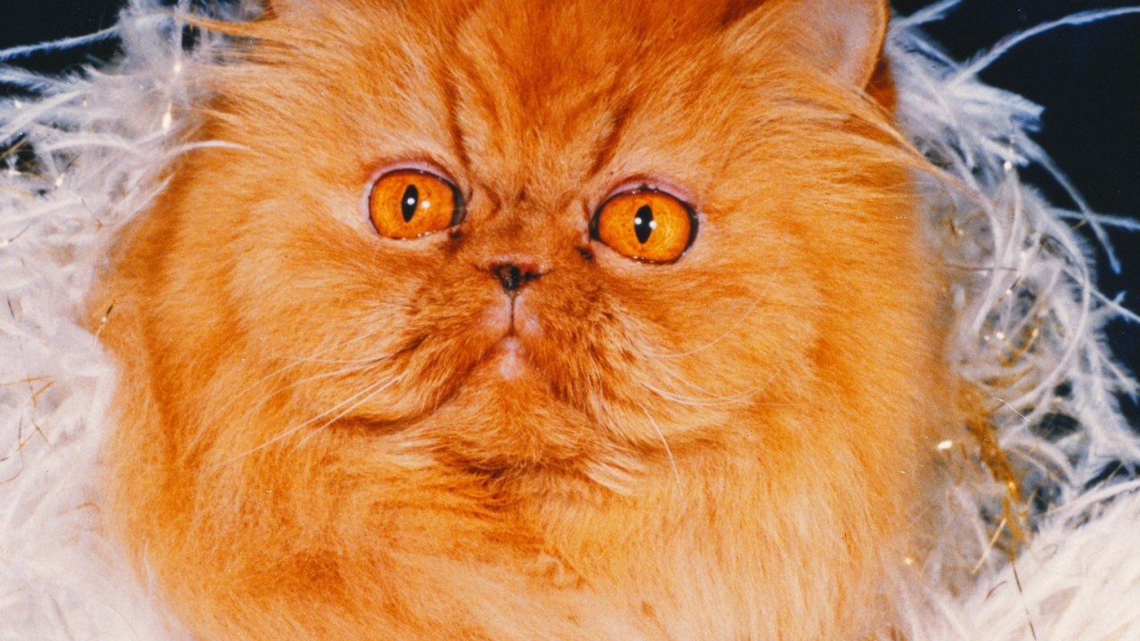 Cherry Pop: The Story of the World's Fanciest Cat