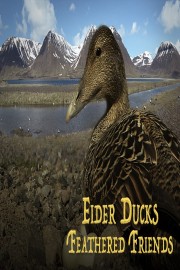 Eider Ducks: Feathered Friends