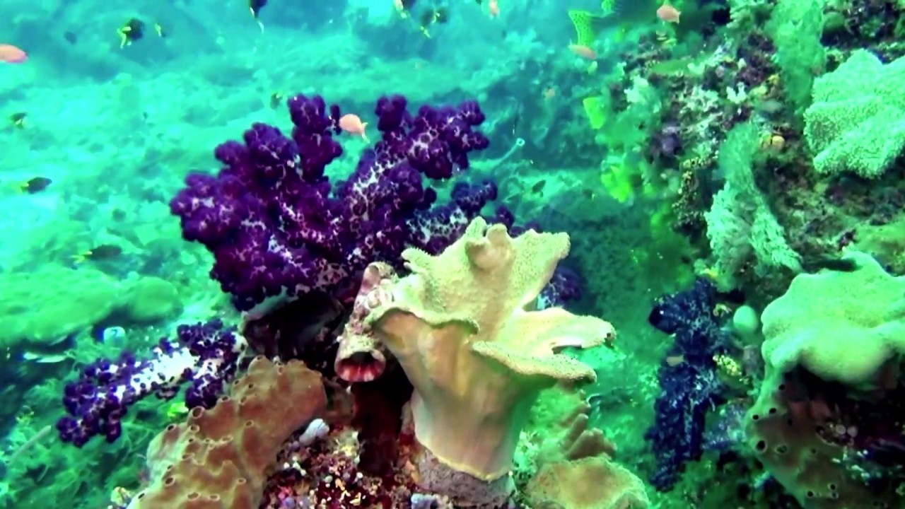 Magical Reef: The Islands of the Four Kings