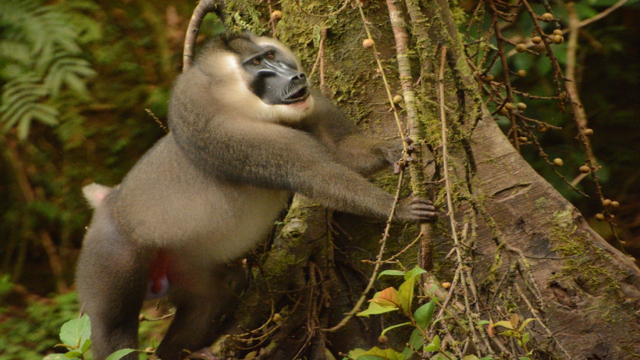 Monkeys of Bioko