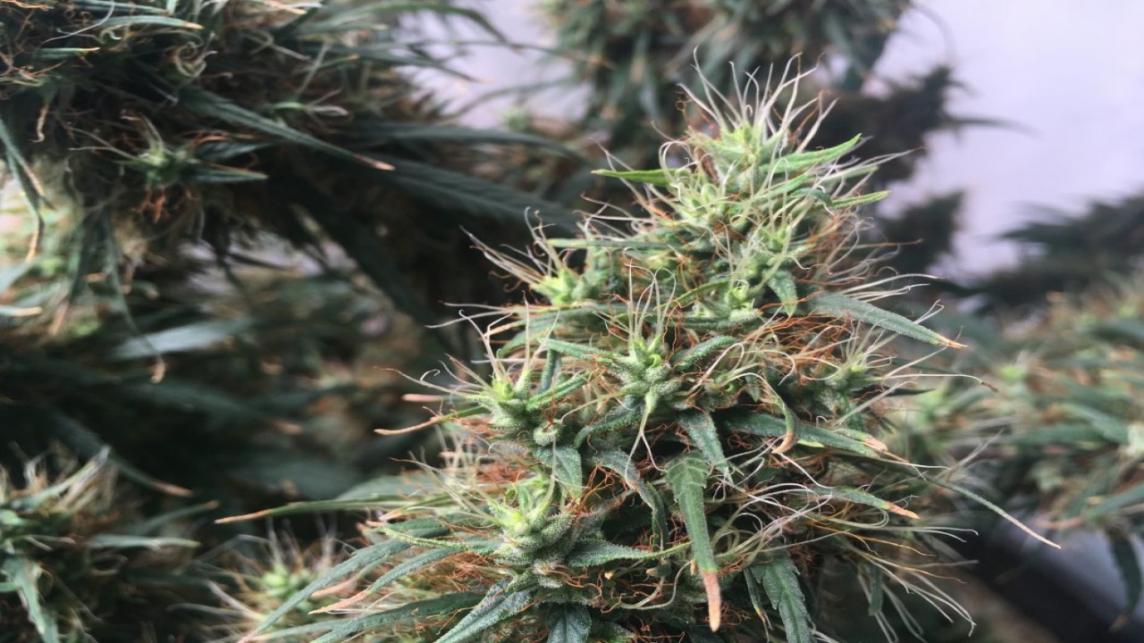 Cannabis: Through the Ages