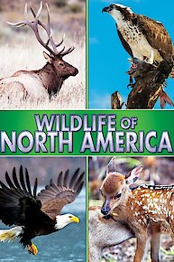 Wildlife of North America!