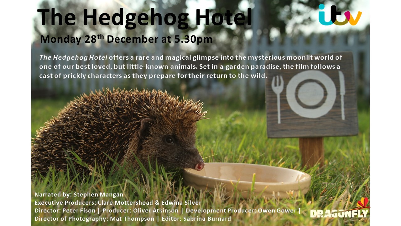 Hedgehog Hotel