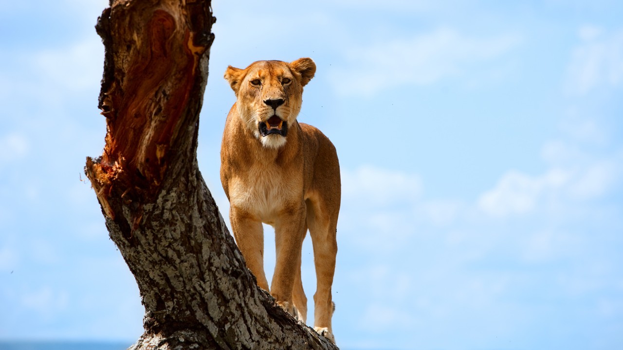 My African Safari