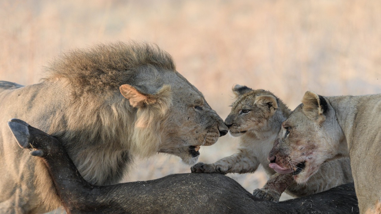 Lions Rule