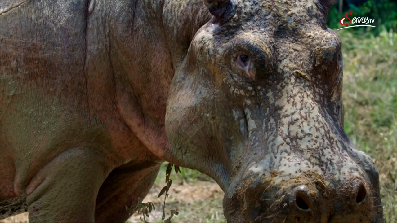 The Hunt for Escobar's Hippos
