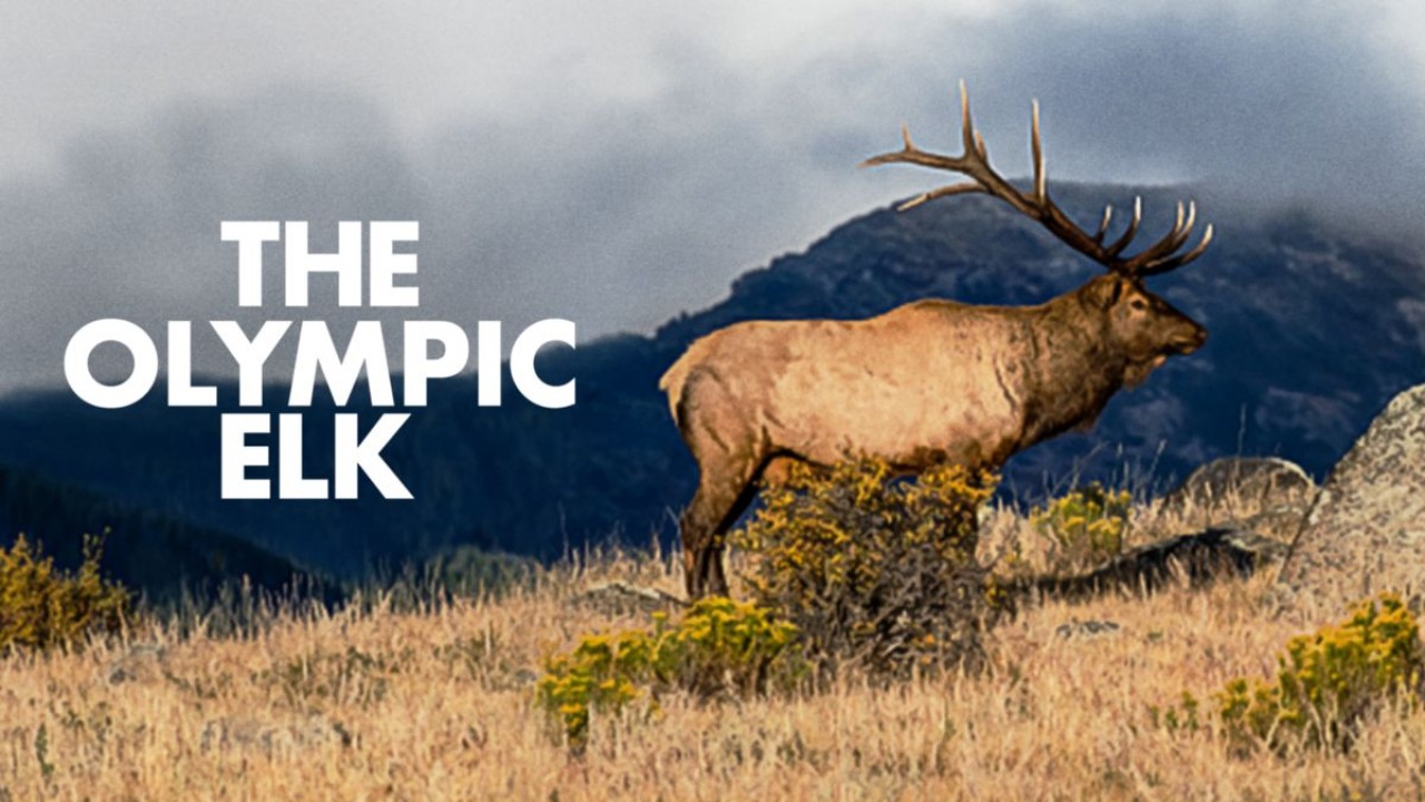 The Olympic Elk