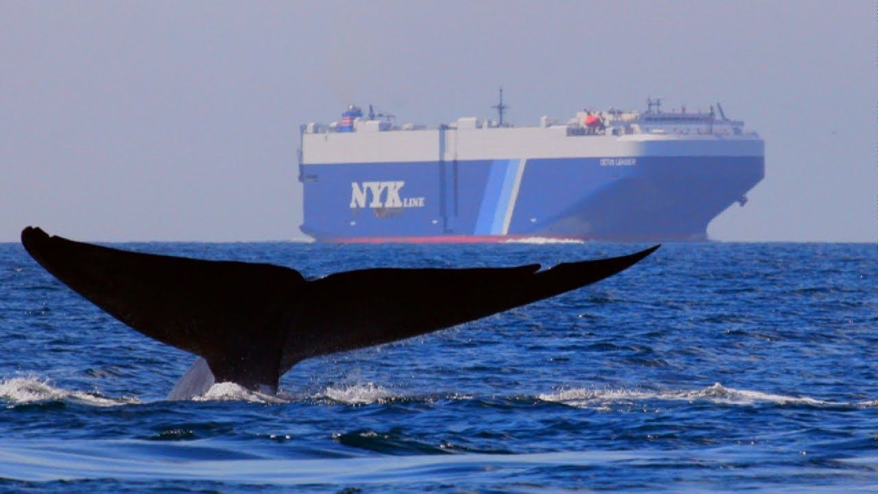 Kingdom of the Blue Whale