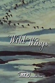 Wild Wings