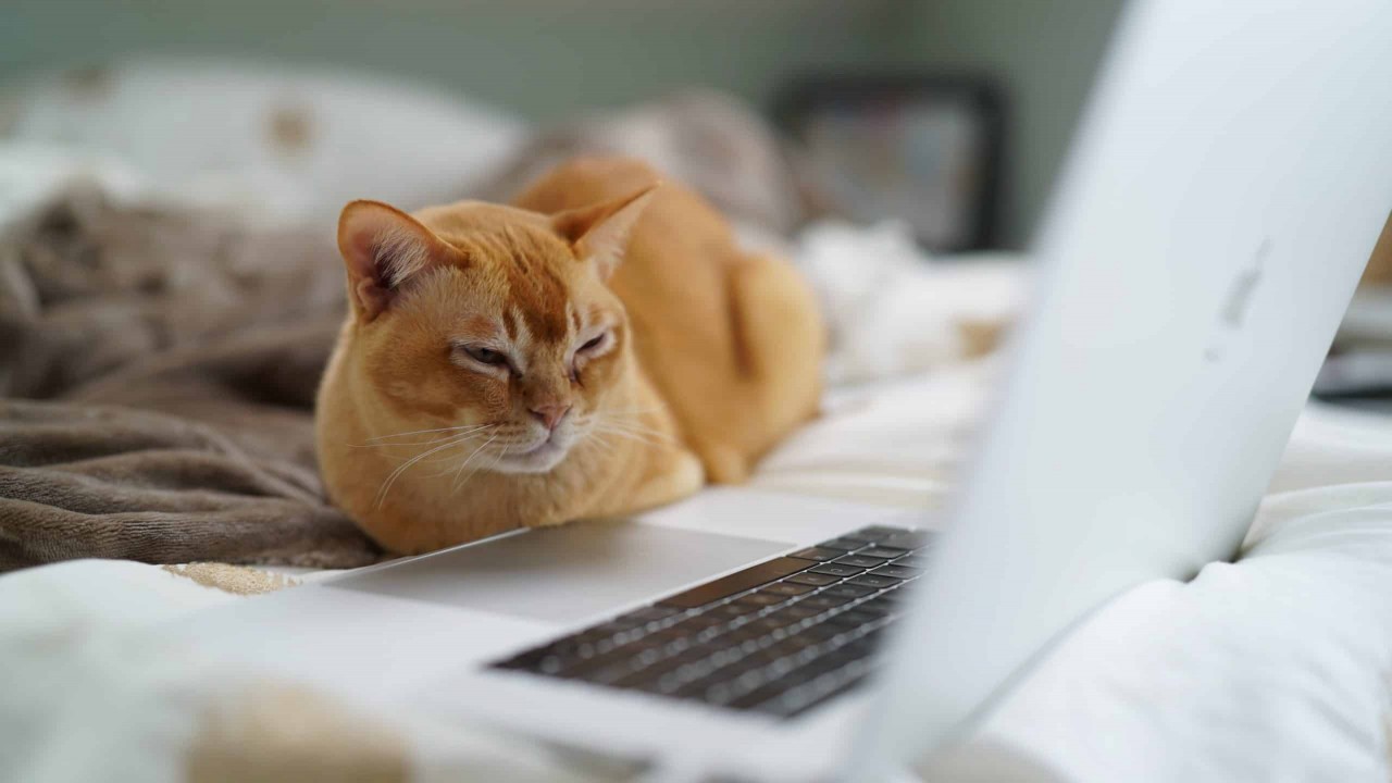 Cat Film Festival Vol. 2