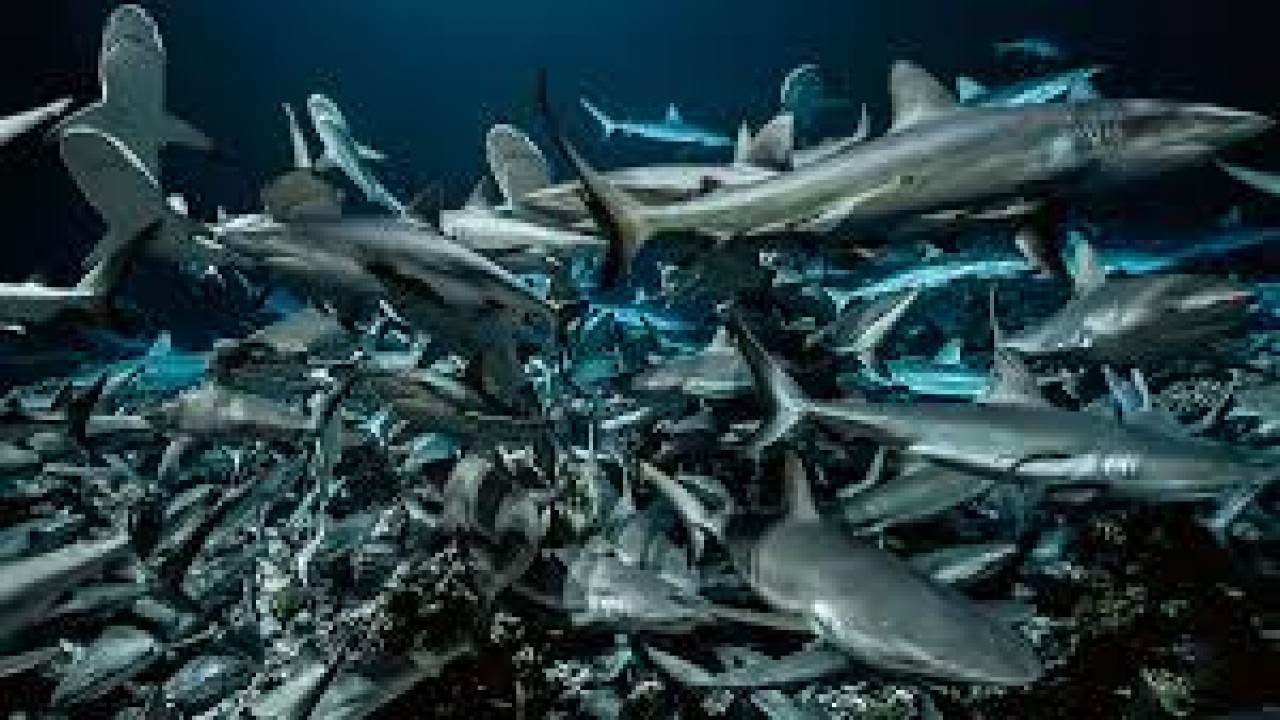 700 Sharks