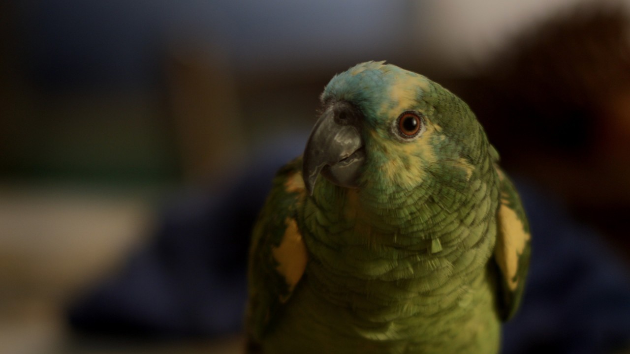 My Mother is a Parrot