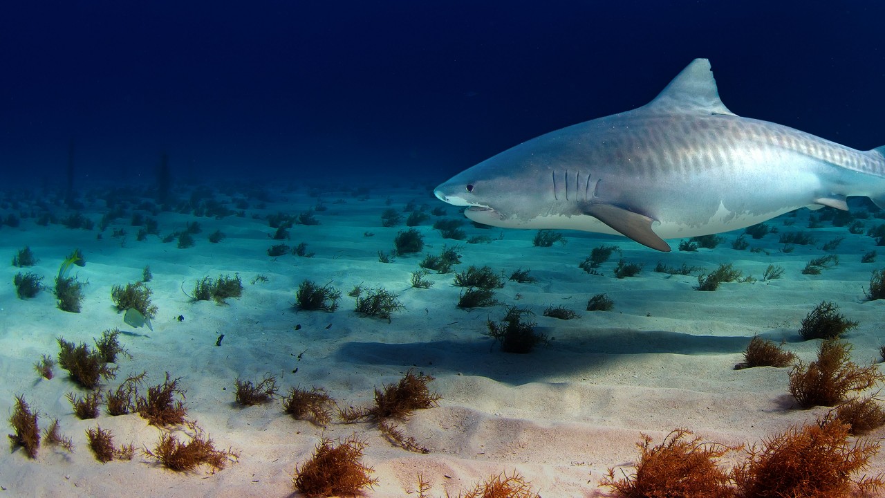 Sharks Of The Bermuda Triangle