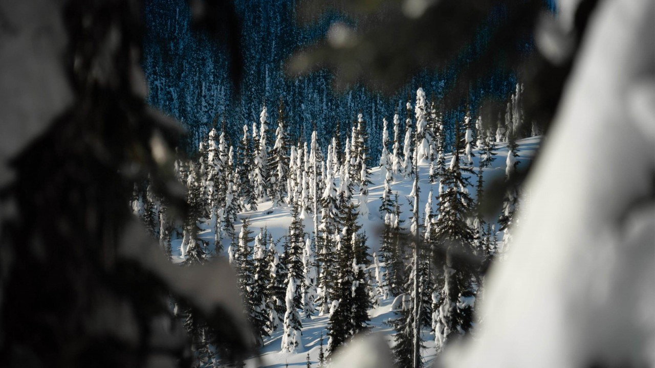 509 Films: Volume 15