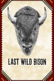 Last Bison