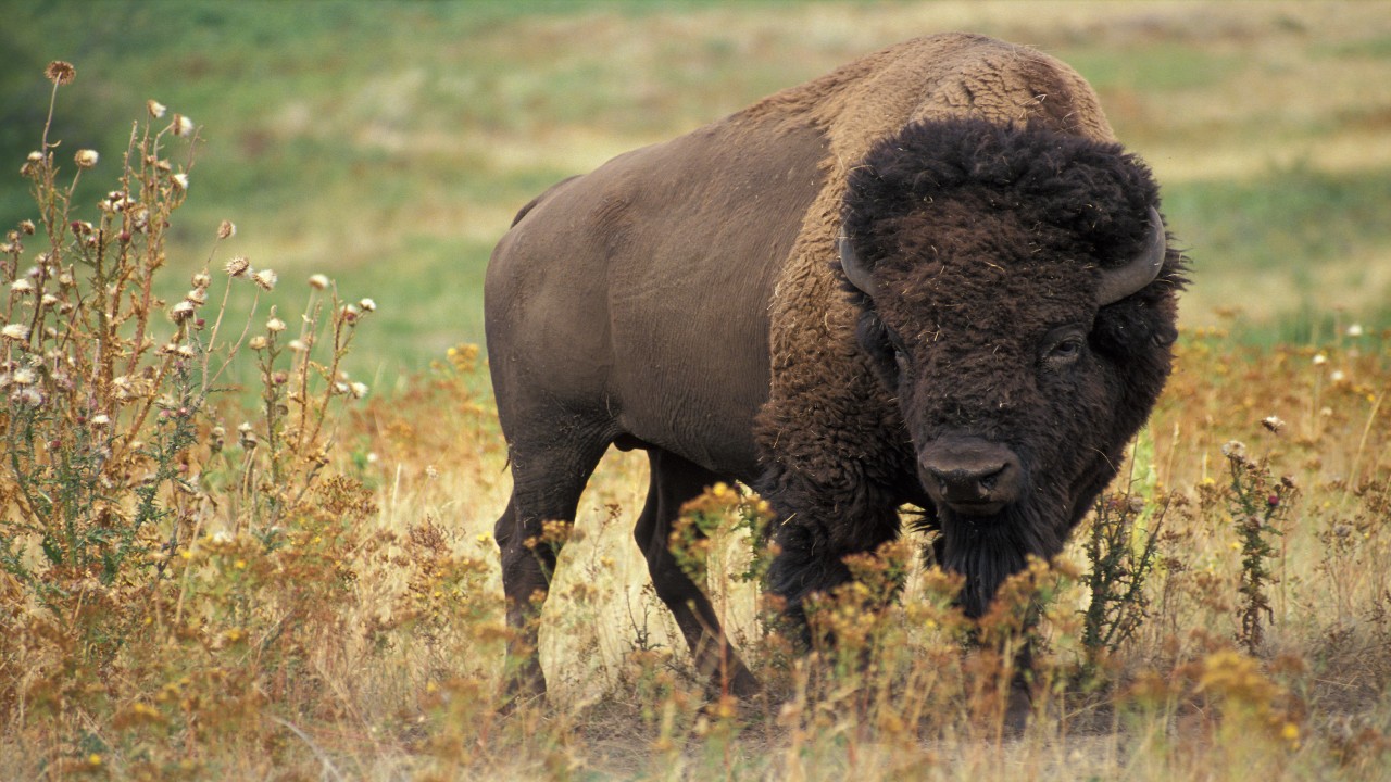 Last Wild Bison