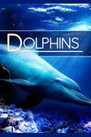 Dolphins