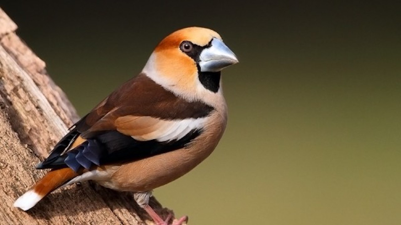 The Enjoyment Of Bird Watching In Austria