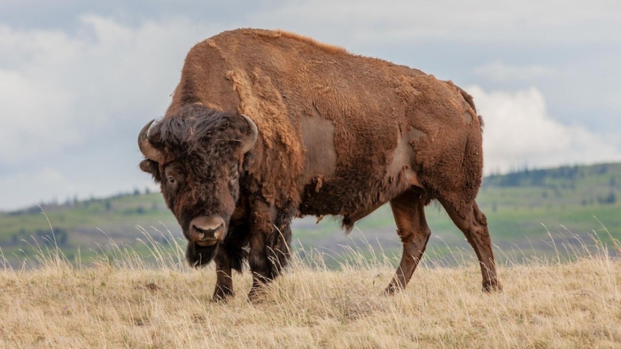 America's Heartland: Wild Prairie Reborn