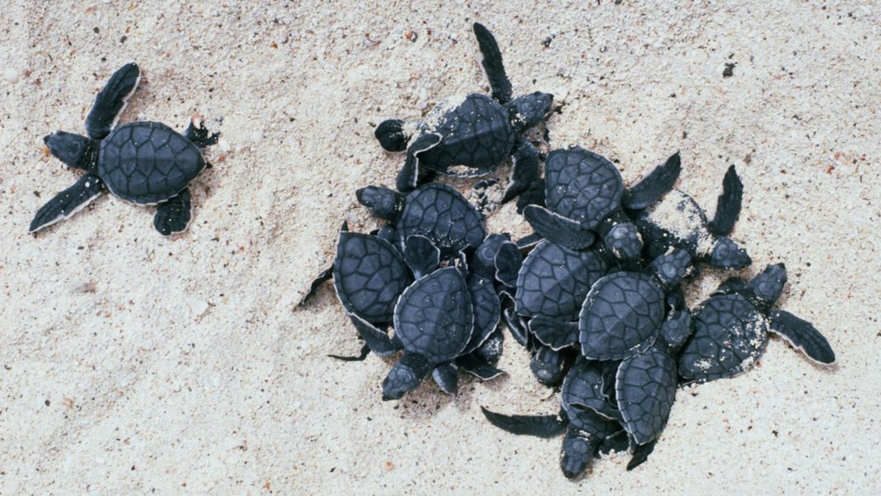 Turtle Voices: Calls From The Ages