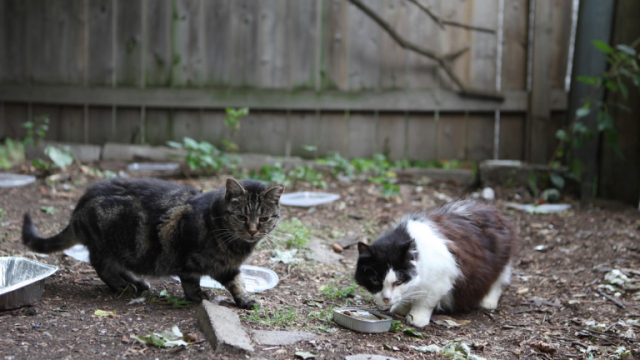 Running Wild: The Cats of Cornwall