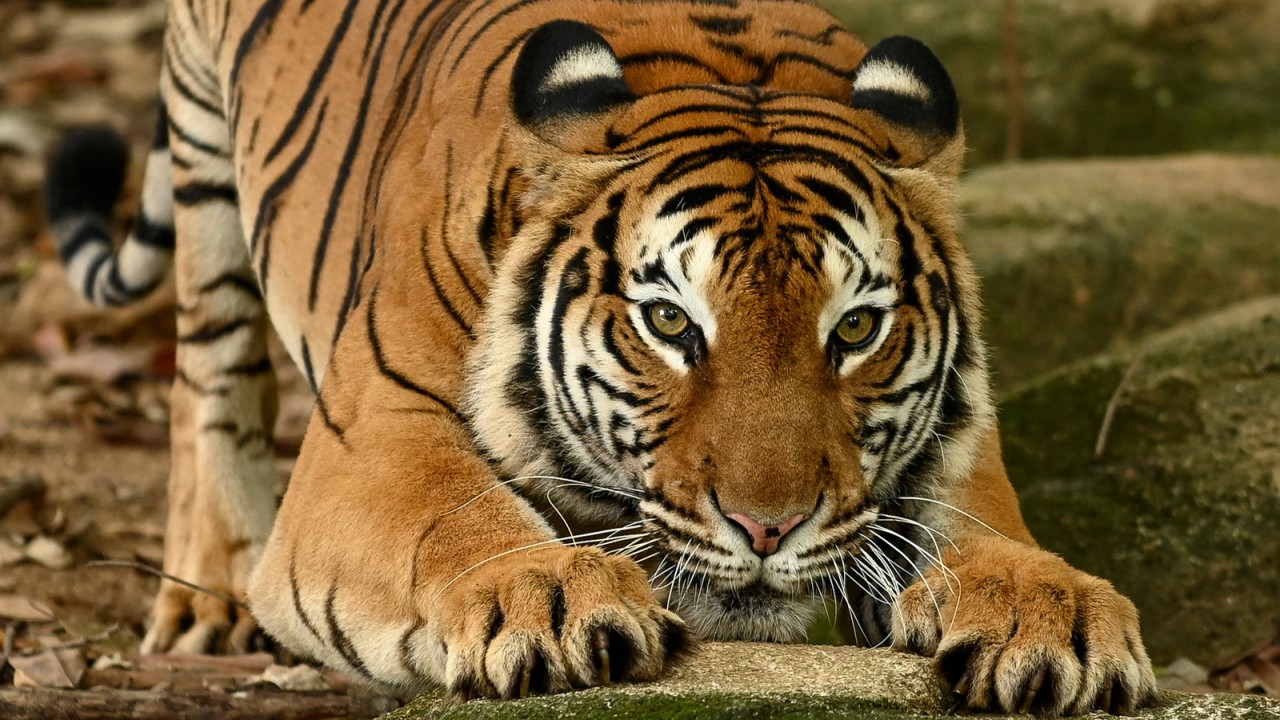 The Hidden Tiger